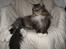 Maine Coon Findus Better Man