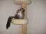Maine Coon Findus Better Man
