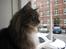 Maine Coon Findus Better Man