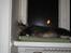 Maine Coon Findus Better Man
