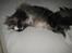 Maine Coon Findus Better Man