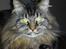 Maine Coon Gismo - Er jeg ikke skøn?