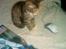 Blanding af racer Miv - Katten efter musen !