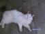 Ragdoll werner