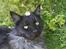 Maine Coon Mitzy