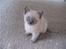 British Shorthair Ved ikke endnu:-)