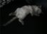 British Shorthair Ved ikke endnu:-)