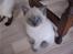 British Shorthair Ved ikke endnu:-)