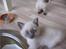 British Shorthair Ved ikke endnu:-)