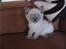 British Shorthair Ved ikke endnu:-)