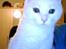 Blanding af racer Snowball *<R.I.P>*