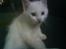 Blanding af racer Snowball *<R.I.P>*
