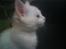 Blanding af racer Snowball *<R.I.P>*