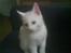 Blanding af racer Snowball *<R.I.P>*