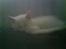 Blanding af racer Snowball *<R.I.P>*