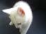 Blanding af racer Snowball *<R.I.P>*