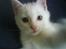 Blanding af racer Snowball *<R.I.P>*
