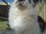 Maine Coon DK Ruscutter´s Xenius