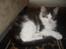 Maine Coon R.I.P smukke Basse - er jeg ik bare smuk kan godt forstå min madmor ikk kan skille sig af med mig....*GG*