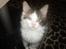 Maine Coon R.I.P smukke Basse