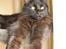 Maine Coon Toffe