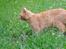 Huskat Lurifax - Lurifax i haven :D