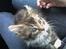 Maine Coon T.D  - T.D 10 uger dato 08-07-2006