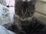Maine Coon T.D  - Ung T.D dato 08-09-2006