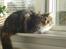 Maine Coon T.D  - dato 26-02-2008