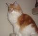 Maine Coon Findus Robbie *AFLIVET*