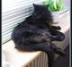Maine Coon Karoo (Himmelkat)