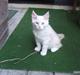 Maine Coon Flame Of Silver..Lukas