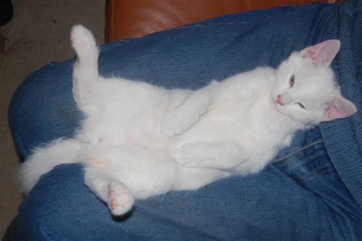 Huskat Fnuller billede 18