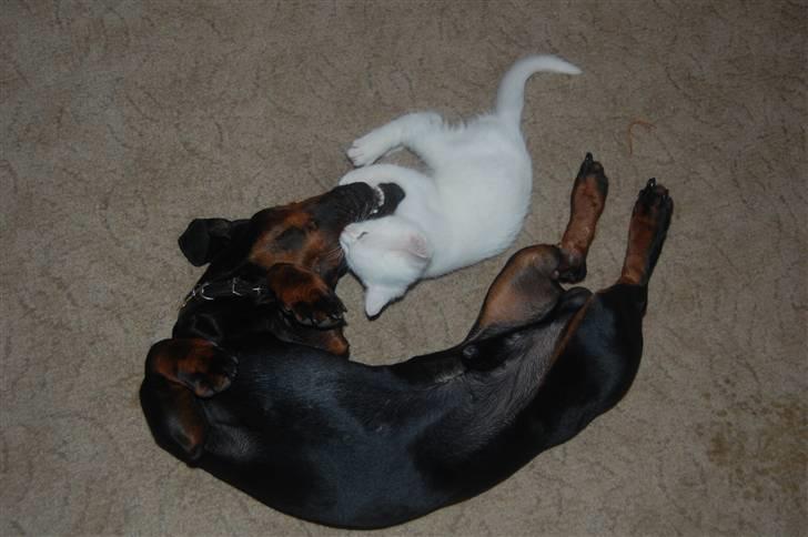 Huskat Fnuller billede 19