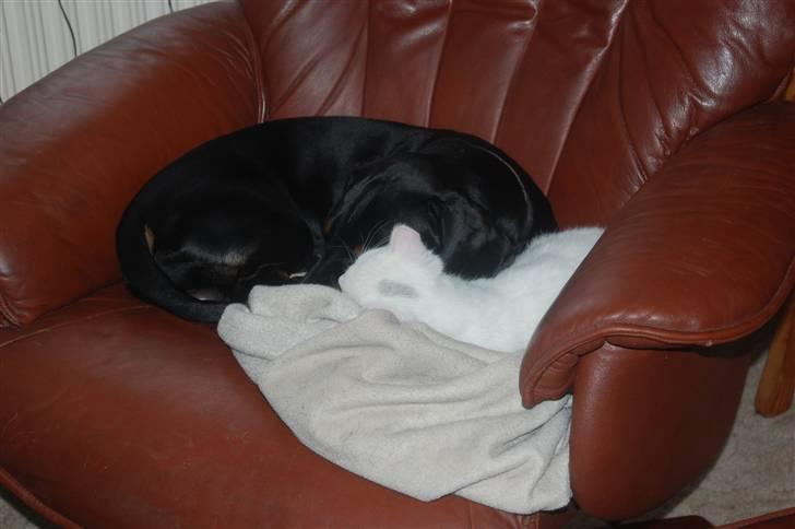 Huskat Fnuller billede 20