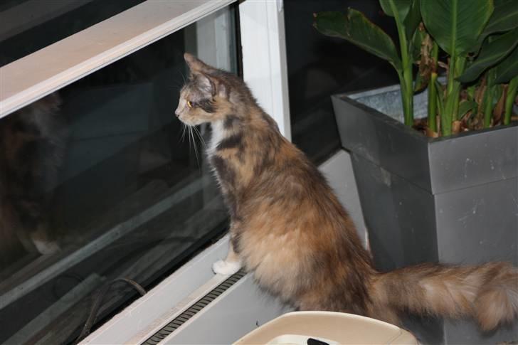 Blanding af racer Mille billede 10