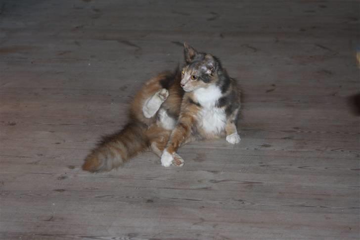 Blanding af racer Mille billede 11