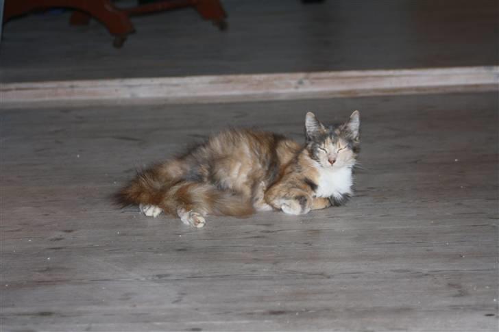 Blanding af racer Mille billede 12