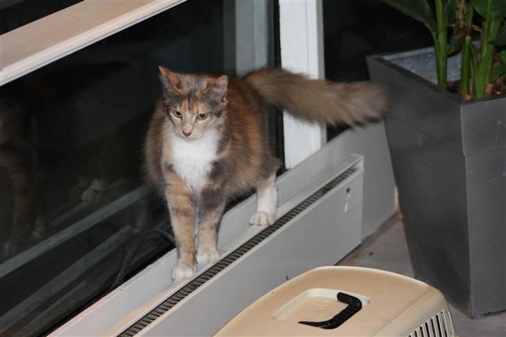 Blanding af racer Mille billede 13