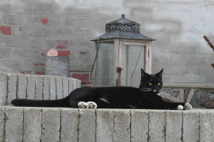 Huskat Walther billede 10