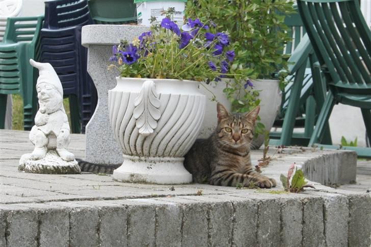 Huskat Alberte billede 7