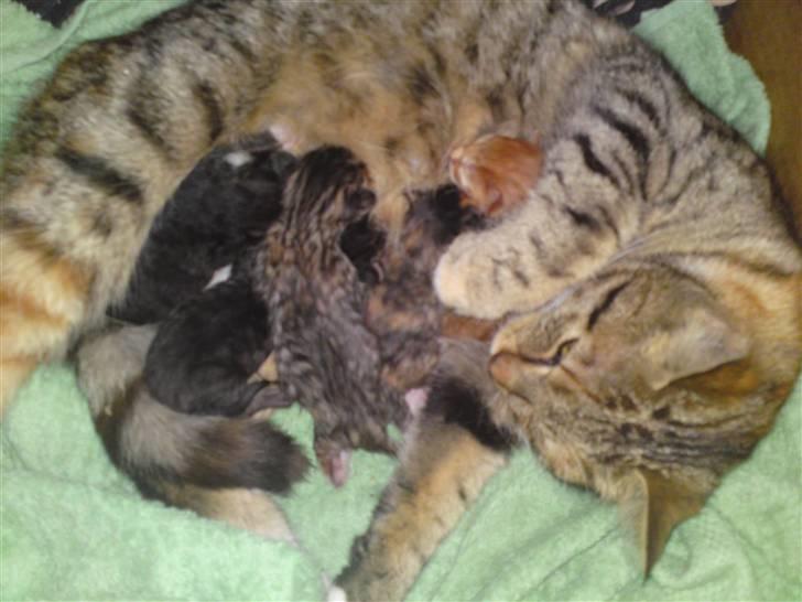 Blanding af racer Mille - Mille med sine 5 fine små killinger. :o) billede 13