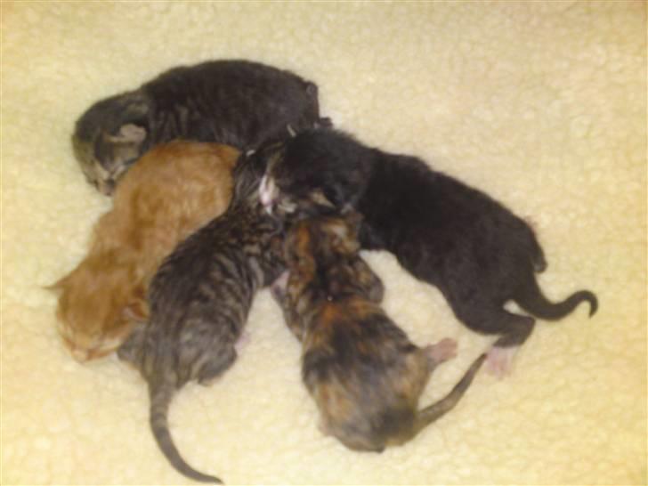 Blanding af racer Mille - Imens mor var væk, fik jeg lige skiftet underlaget og snuppet et billede af de små nye misser. :o) billede 14