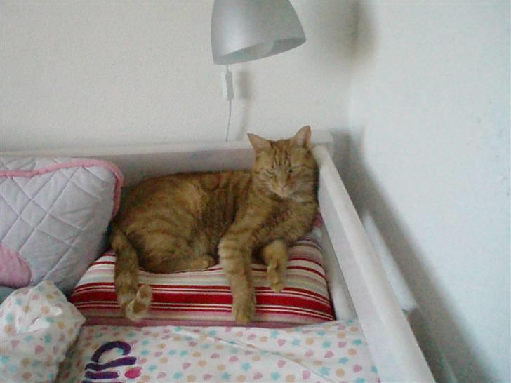 Huskat Garfield - Garfield ligger og slapper af..  billede 1