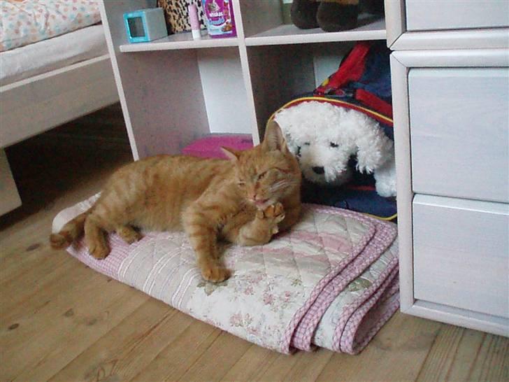 Huskat Garfield - Garfield putter med min build-a-bear hund Krølle..  billede 2