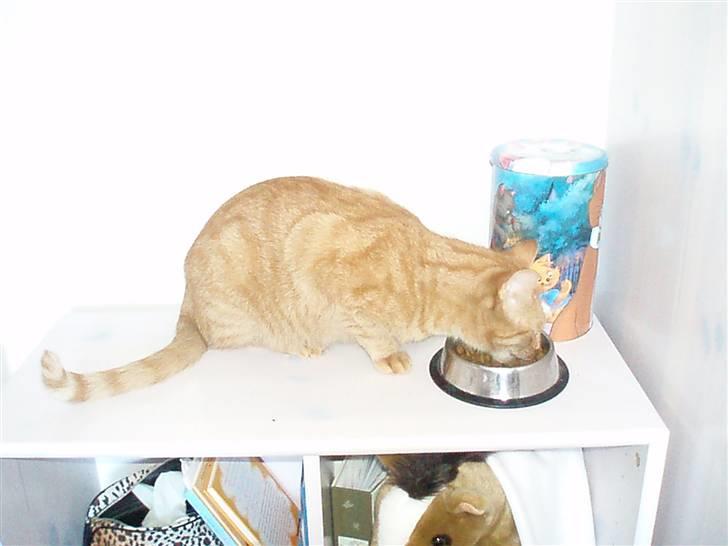 Huskat Garfield - Garfield sidder og spiser på mit værelse.. billede 3