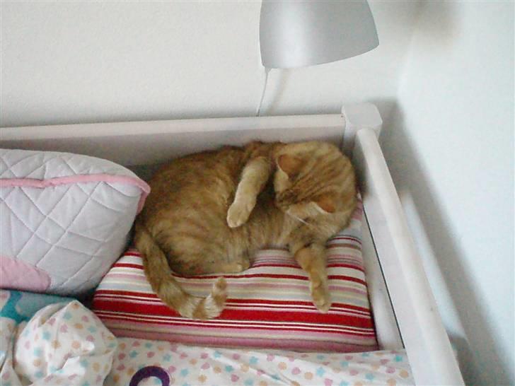 Huskat Garfield - Garfield slikker sig på maven.. billede 4