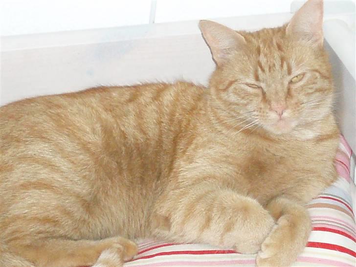 Huskat Garfield - Garfield ligger og nyder solen.. billede 5