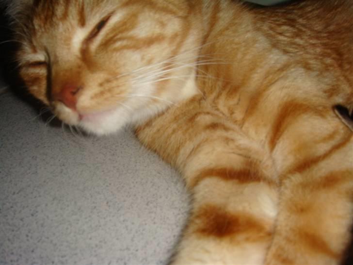 Blanding af racer Balou - Det bedste jeg ved, er at sove... billede 1