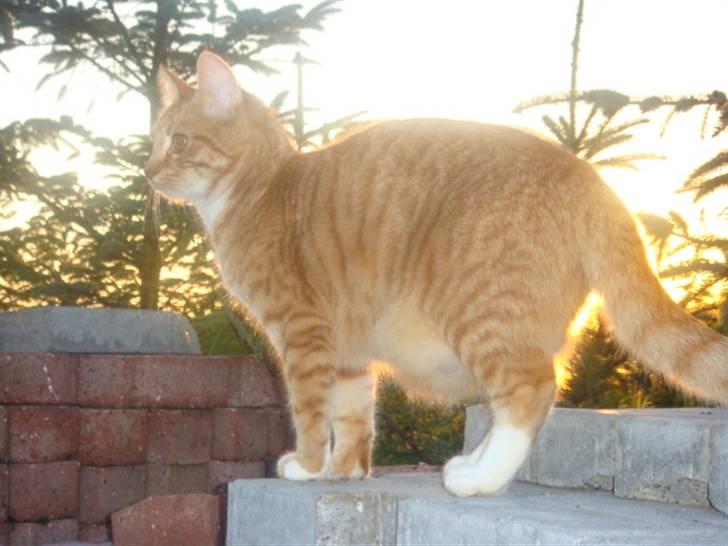 Blanding af racer Balou - Jeg tror jeg kan se en fugl... billede 2